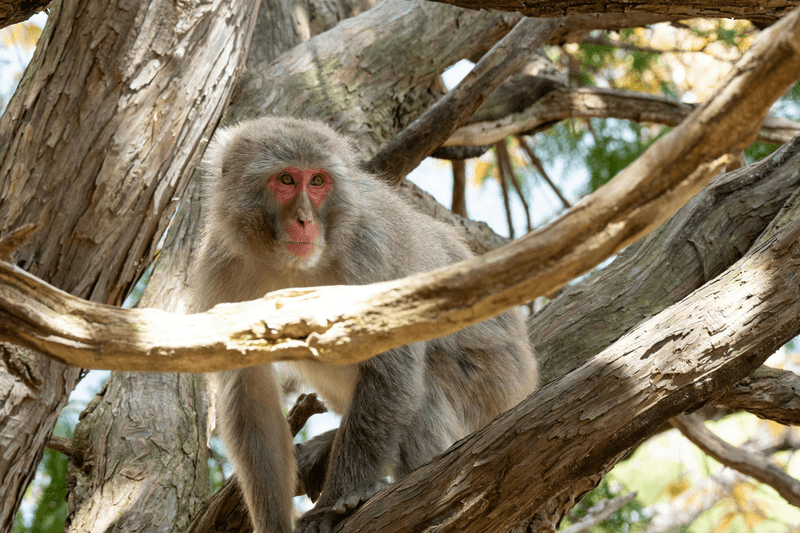Private Tour Arashiyama, Bamboo & Monkey Forest