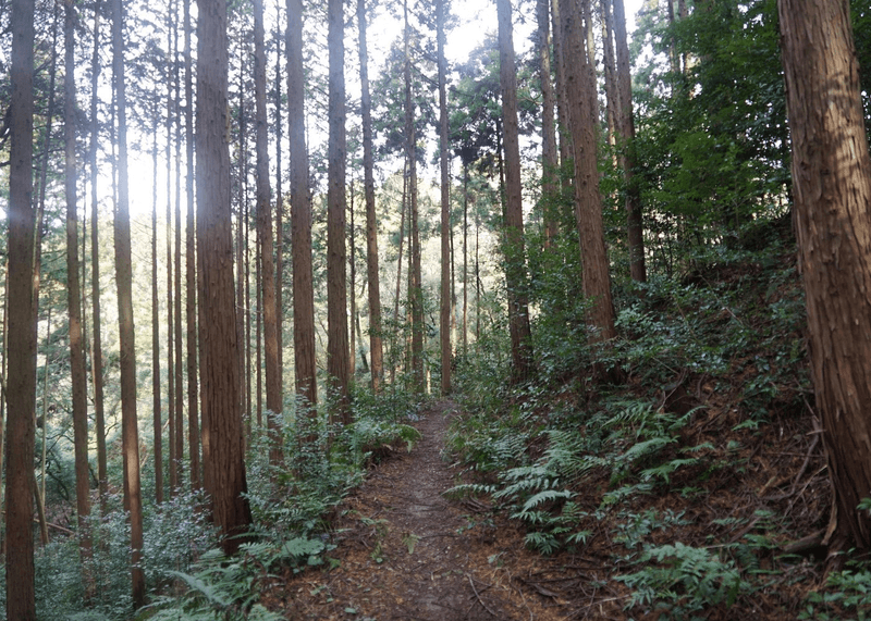 Kyoto : Fushimi Inari Small Group Walking Tour